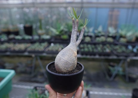 【発根管理中】パキポディウム　グラキリス　 Pachypodium Gracilius  No.3