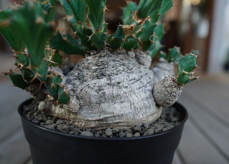 ユーフォルビア　クラビゲラ　Euphorbia clavigera