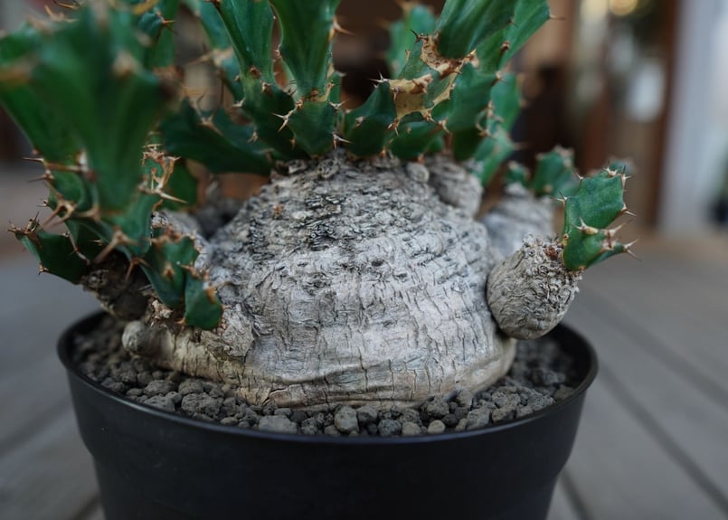 ユーフォルビア　クラビゲラ　現地球　Euphorbia clavigera ユーフォルビア クラビゲラ 現地球 Euphorbia clavigera - メルカリ