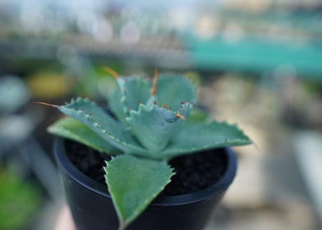 アガベ　イシスメンシス　Agave Isthmensis　No.1