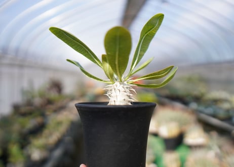 パキポディウム　恵比寿大黒 Pachypodium Densicaule　No.1