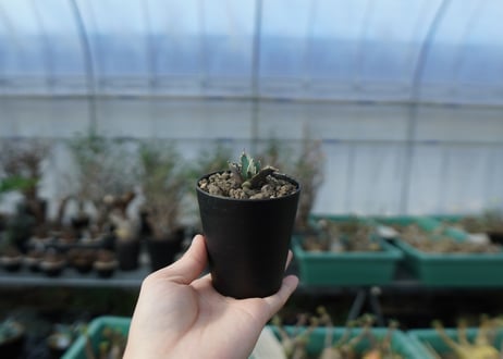 カキコアガベ　チタノタ　FO-76　agave titanota  FO-76　子株　A13