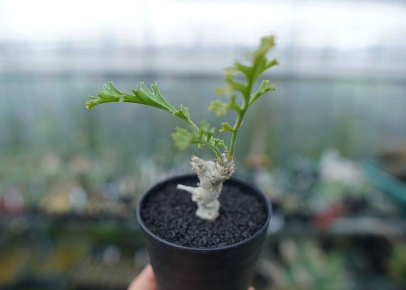 ペラルゴニウム カルノーサム Pelargonium carnosum | mana's fa