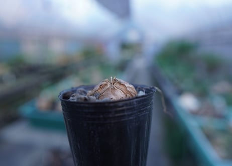 亀甲竜　Dioscorea elephantipes　No.5