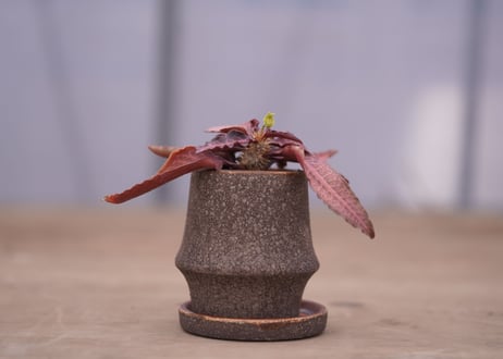 ユーフォルビア　フランコイシー　Euphorbia francoisii