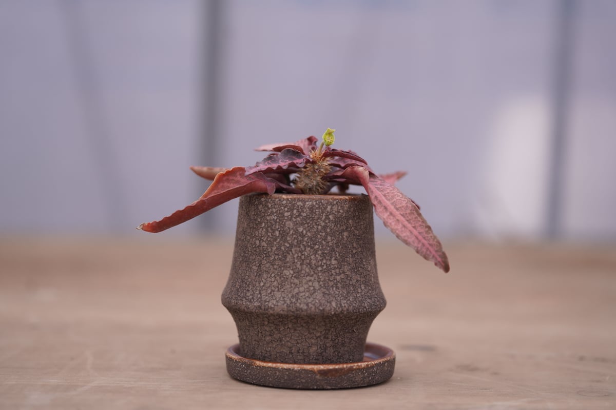 ユーフォルビア フランコイシー Euphorbia francoisii | mana's f