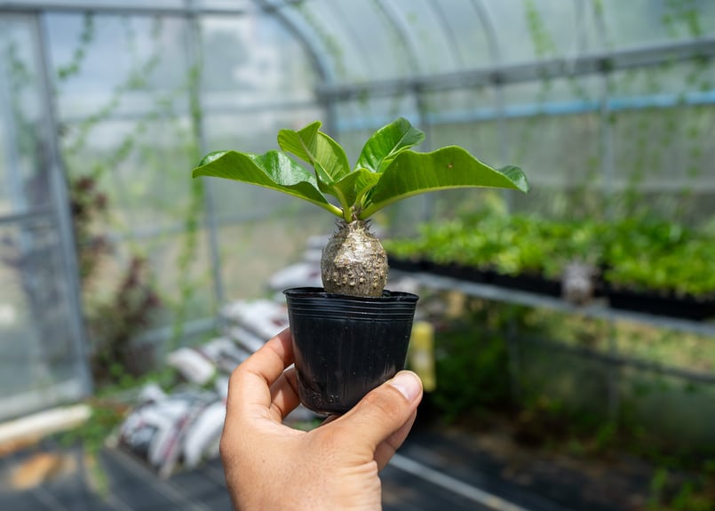 塊根植物　パキポディウム　ウィンゾリー　実生苗 パキポディウム ウィンゾリー 沖縄実生 | mana's farm:塊根植物