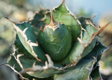 アガベ　チタノタ　白鯨　Agave titanota White whale　No.2