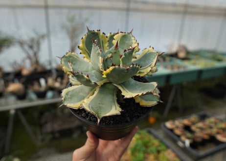 アガベ　兜蟹錦　連棘　Agave isthmensis “Kabutogani” variegata