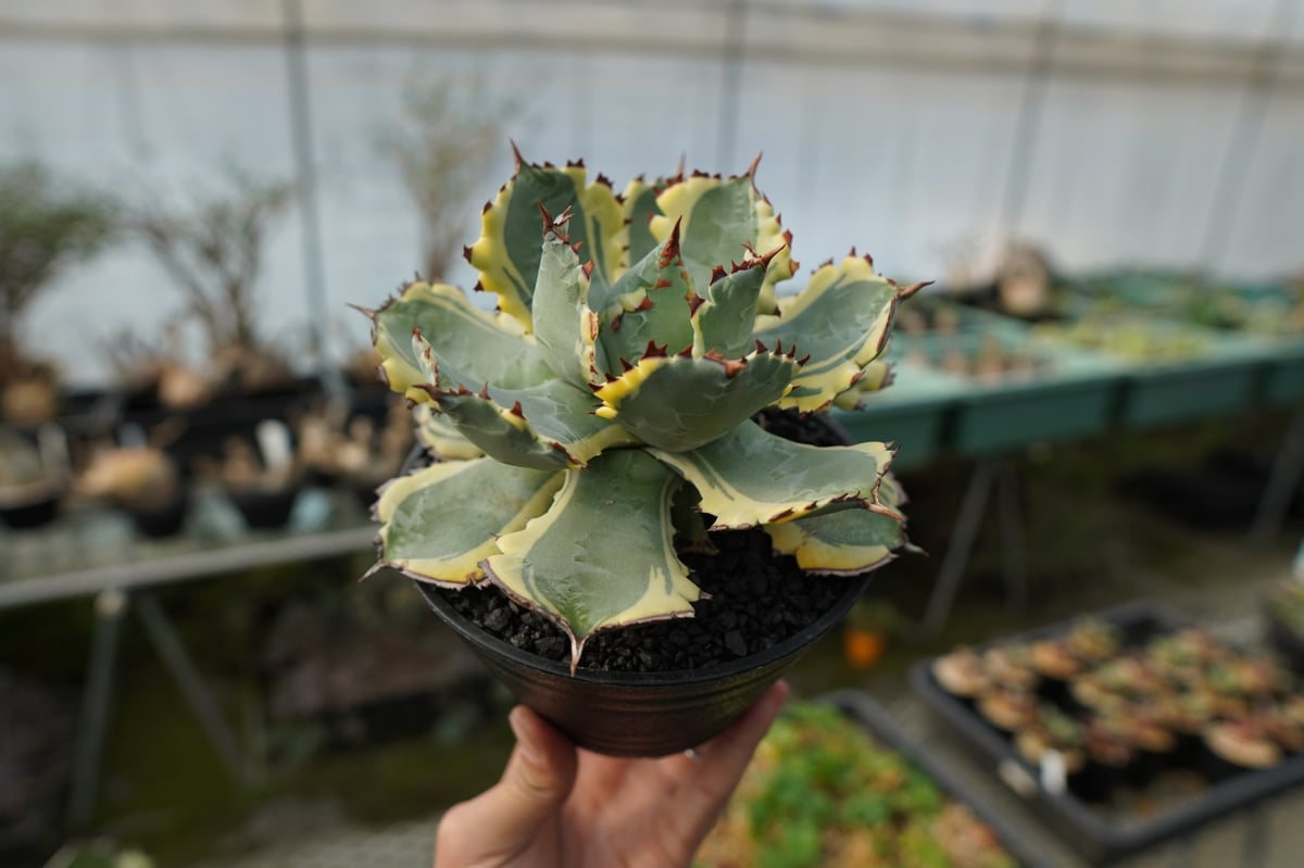 アガベ 兜蟹錦 連棘 Agave isthmensis “Kabutogani” varieg