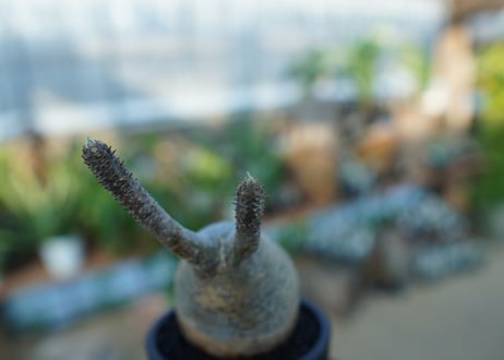【未発根】パキポディウム　グラキリス　 Pachypodium Gracilius  No.31