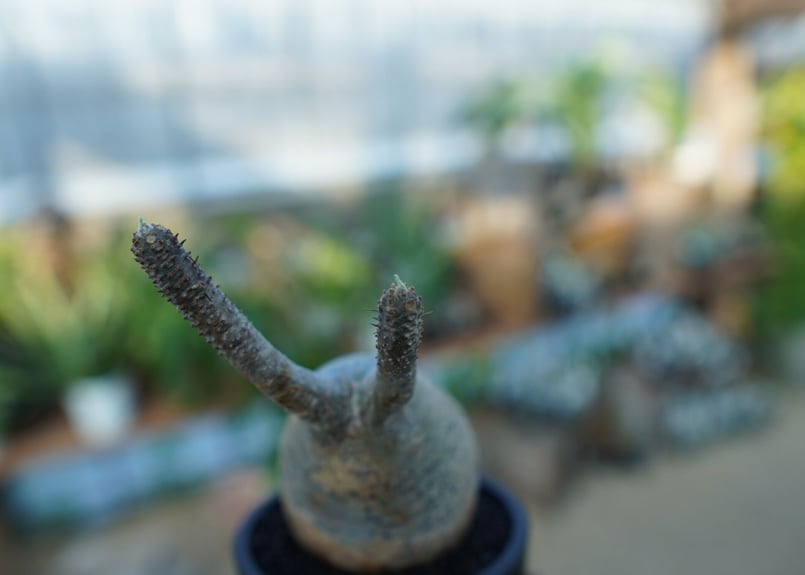 未発根】パキポディウム グラキリス Pachypodium Gracilius No.3
