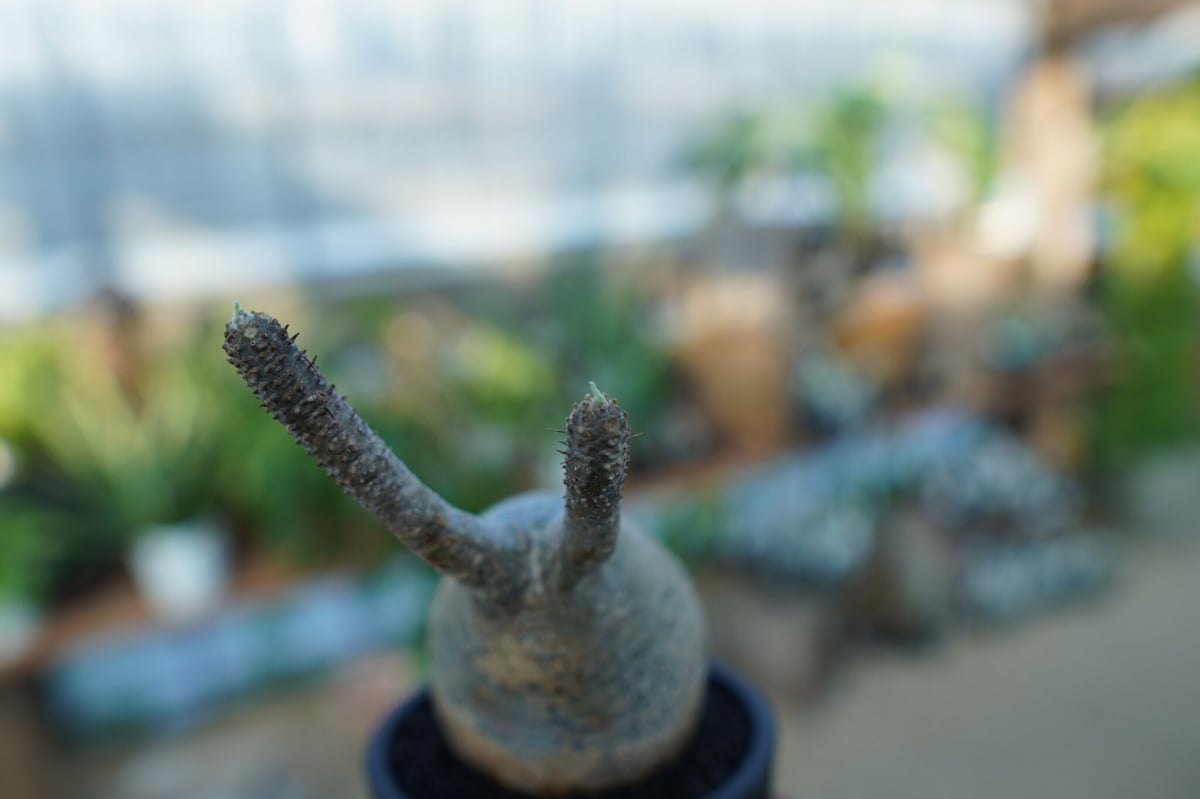 未発根】パキポディウム グラキリス Pachypodium Gracilius No.3