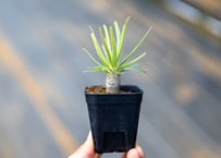 Pachypodium Gracilius パキポディウム グラキリス №8 扁平 短枝