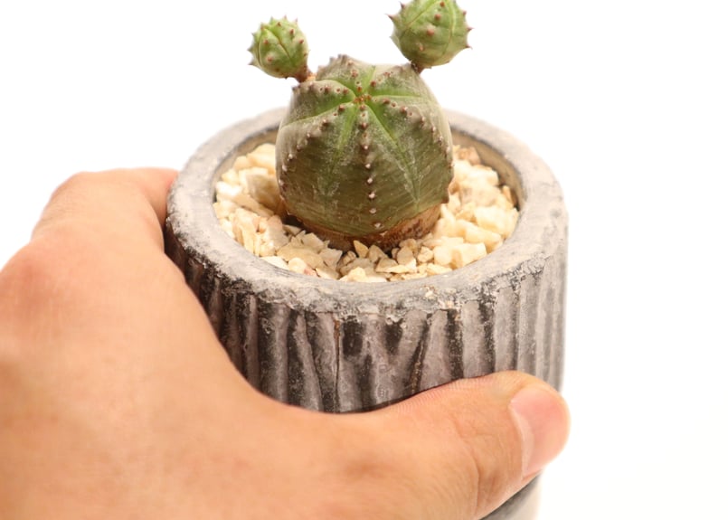 EU輸入 大株 オベサ ブロウ 錦 オベサ ブロウ | mana's farm:塊根植物・アガベ・ドライガーデン植物