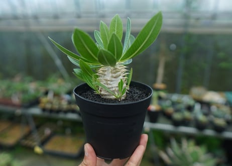 パキポディウム　恵比寿大黒　Pachypodium Densicaule　No.4