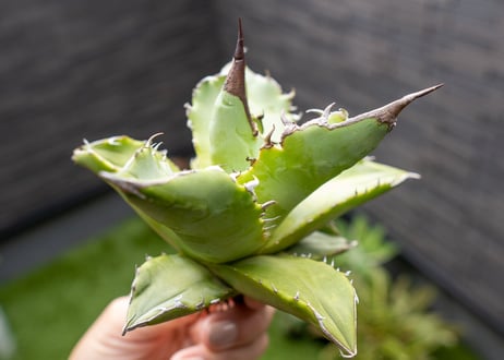 Agave Sowing seeds NO.8