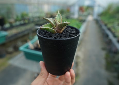 アガベ　チタノタ　FO-76　Agave titanota  FO-76　No.5