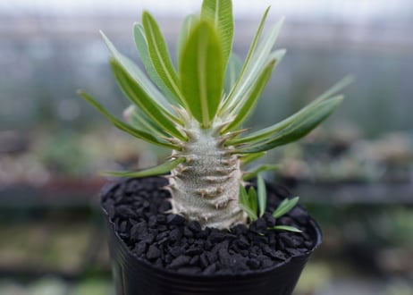パキポディウム　ロスラツム　Pachypodium rosulatum  No.1
