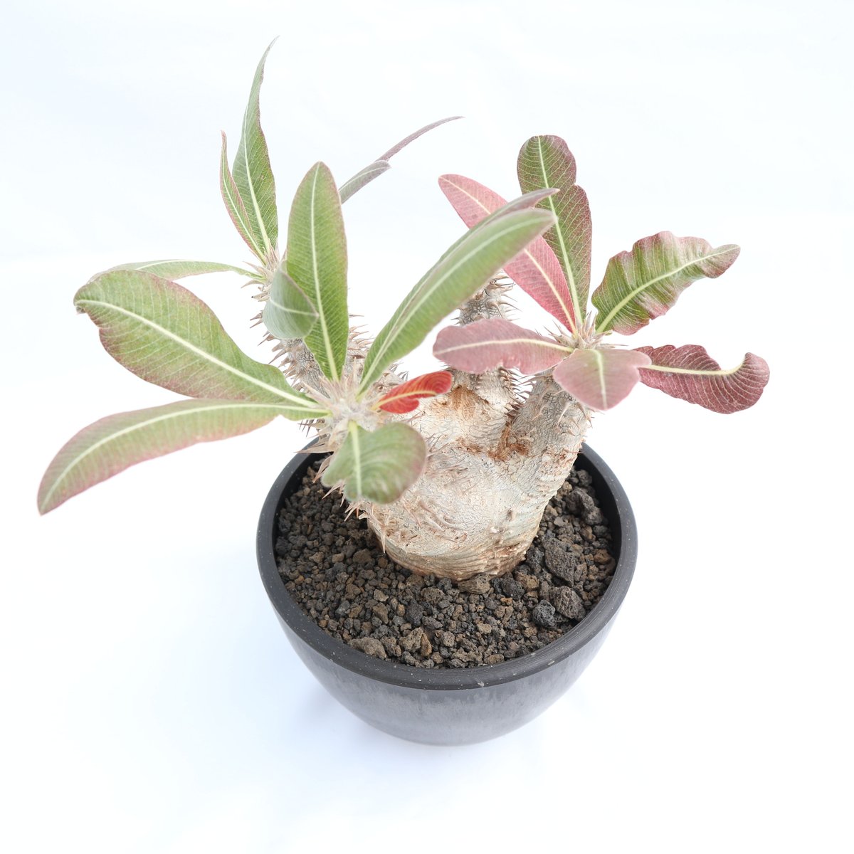 ホロンベンセ 現地球 発根済 塊根植物 ダブルヘッド 2頭 ホロンベンセ 現地球 発根済 塊根植物 ダブルヘッド 2頭
