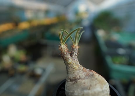 パキポディウム　グラキリス　 Pachypodium Gracilius  No.10