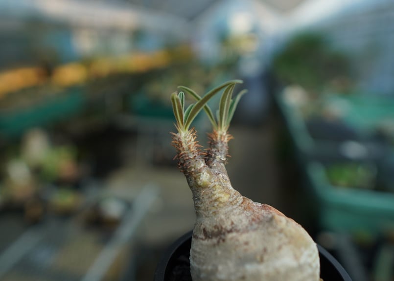 パキポディウム グラキリス Pachypodium Gracilius No.10 | m
