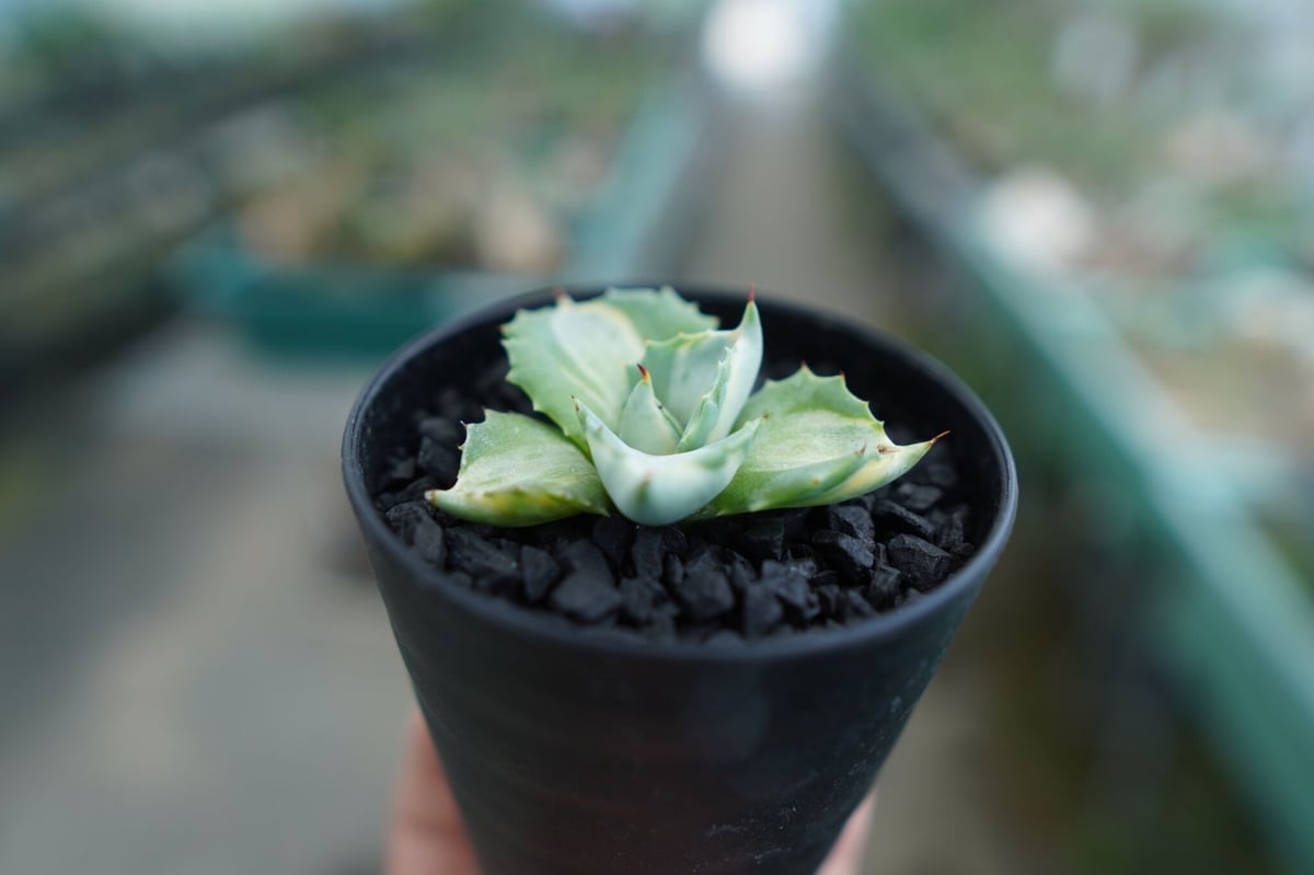 アガベ 王妃雷神錦 Agave “Ohi Raijin Nishiki ” No.1 | ma