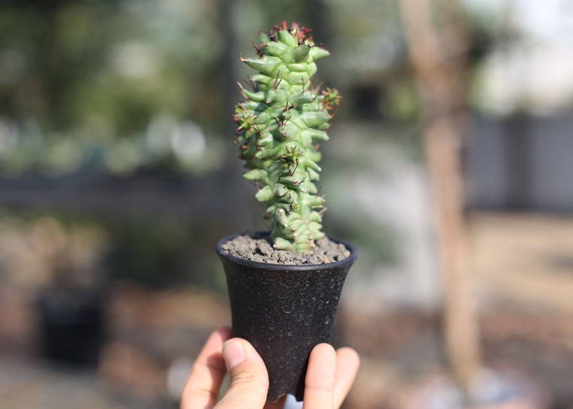 ユーフォルビア ホリダ モンストローサ | mana's farm:塊根植物