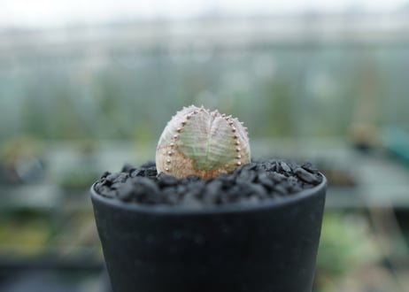 ユーフォルビア　オベサブロー　Euphorbia ObesaBlow  No.1