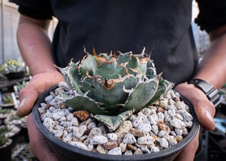 agave titanota　白鯨  ガチムチ選抜株  No.2