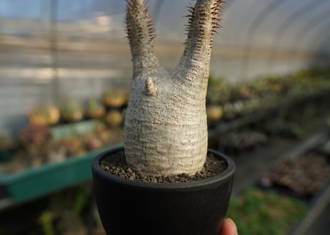 パキポディウム　グラキリス　 Pachypodium Gracilius  No.5