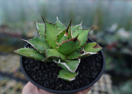 アガベ　チタノタ　Agave titanota　No.4