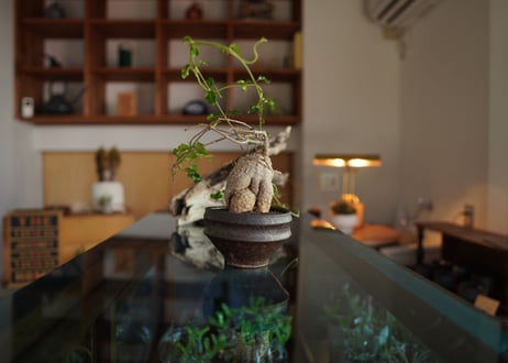 火星人　Fockea edulis