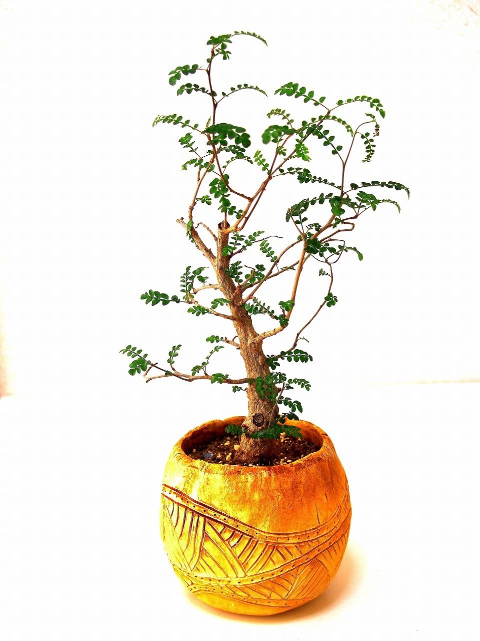 Operculicarya decaryi オペルクリカリア・デカリー№1 | mana's