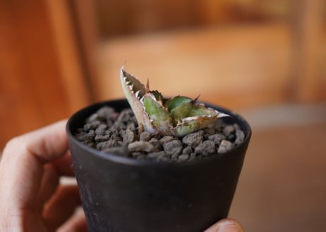 Agave titanota black＆blue 子株 No.1