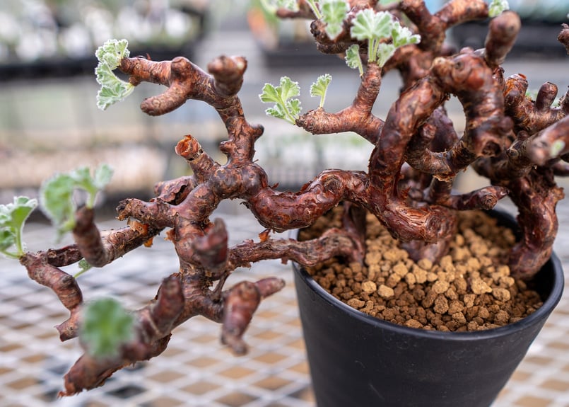 ペラルゴニウム ミラビレ | mana's farm:塊根植物・アガベ・ドライ