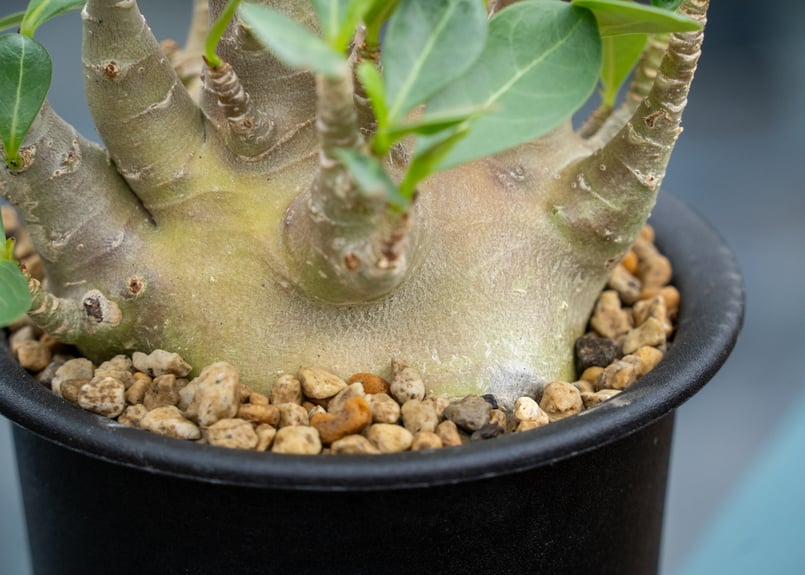 アデニウム モンスター | mana's farm:塊根植物・アガベ・ドライ