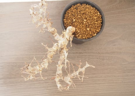 コミフォラ エイル Commiphora sp. Somalia Eyl