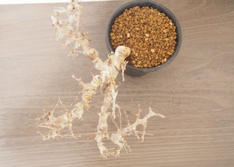 コミフォラ エイル Commiphora sp. Somalia Eyl | mana's g コミフォラ エイル Commiphora sp. Somalia Eyl | mana's g