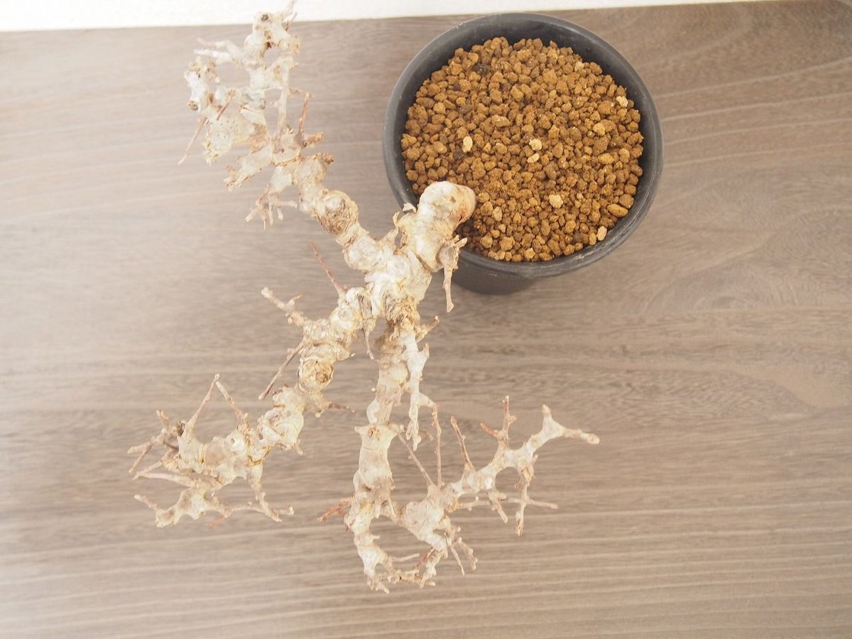 コミフォラ エイル Commiphora sp. Somalia Eyl | mana's f