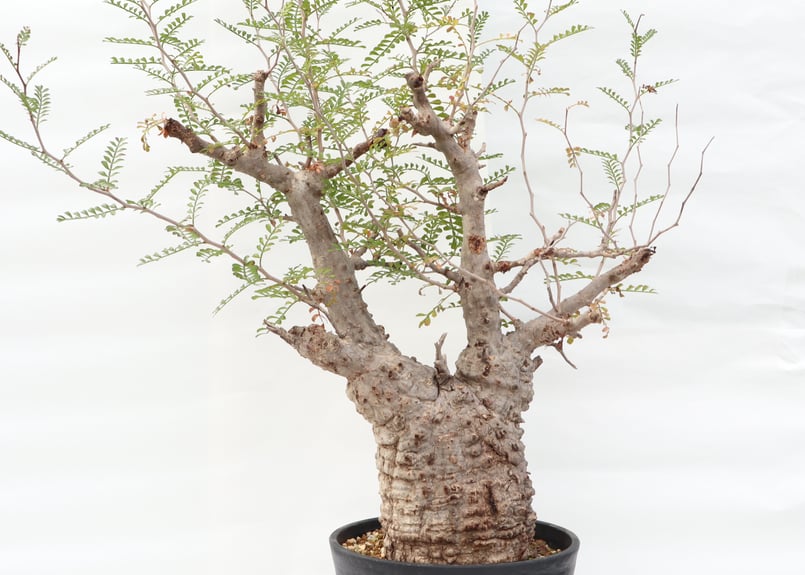 【8年目】オペルクリカリア パキプス メス 1619870792200_609588_photo.jpg