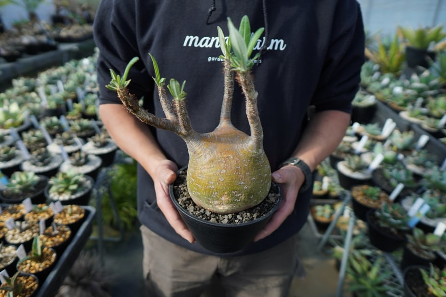 個性的なパキポディウムの現地株を多数アップします。 | mana's farm