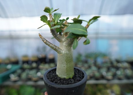 アデニウム　Adenium　No.17