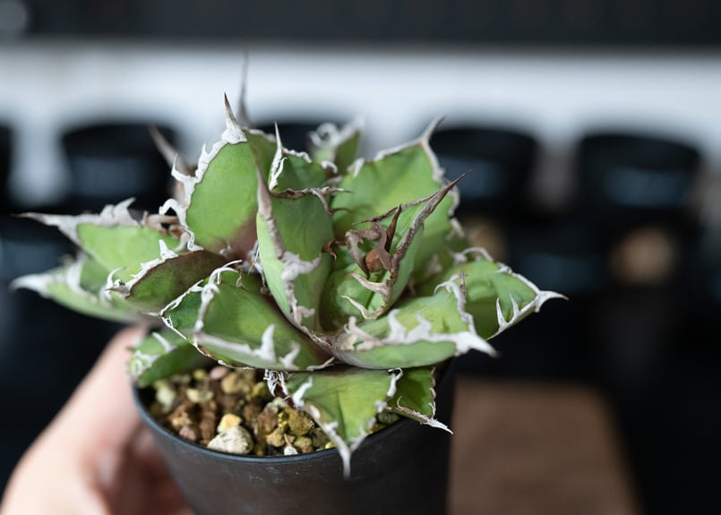 アガベ オアハカ 沖縄管理株 | mana's farm:塊根植物・アガベ・ドライ