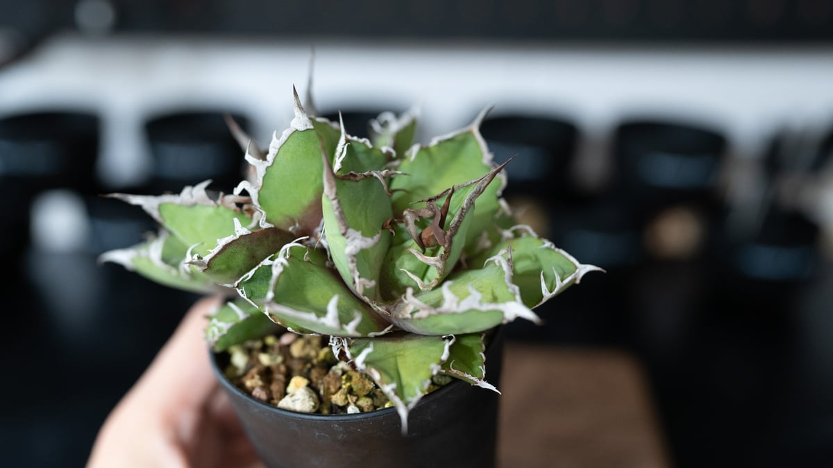 アガベ オアハカ 親株 アガベ オアハカ 沖縄管理株 | mana's farm:塊根植物・アガベ・ドライ