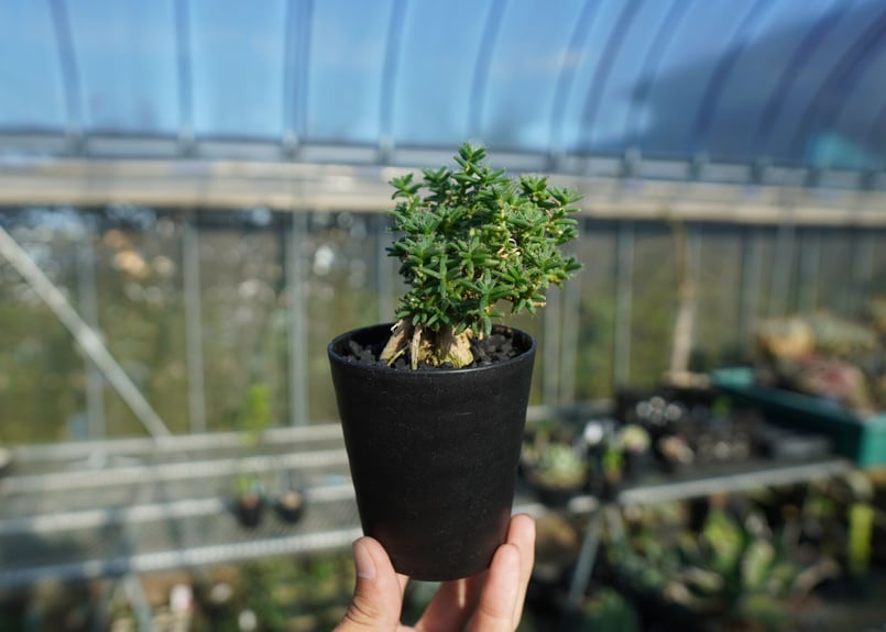 トリコディアデマ　ミラビレ　模様木 トリコディアデマ ミラビレ 模様木 trichodiadema | STORES