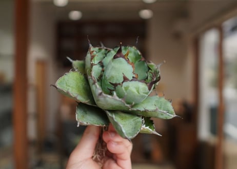 アガベ　チタノタ　 ブラックアンドブルー 　Agave titanota black and blue