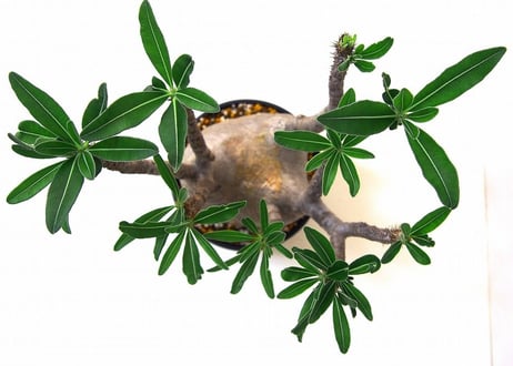 Pachypodium Gracilius パキポディウム  グラキリス  №6