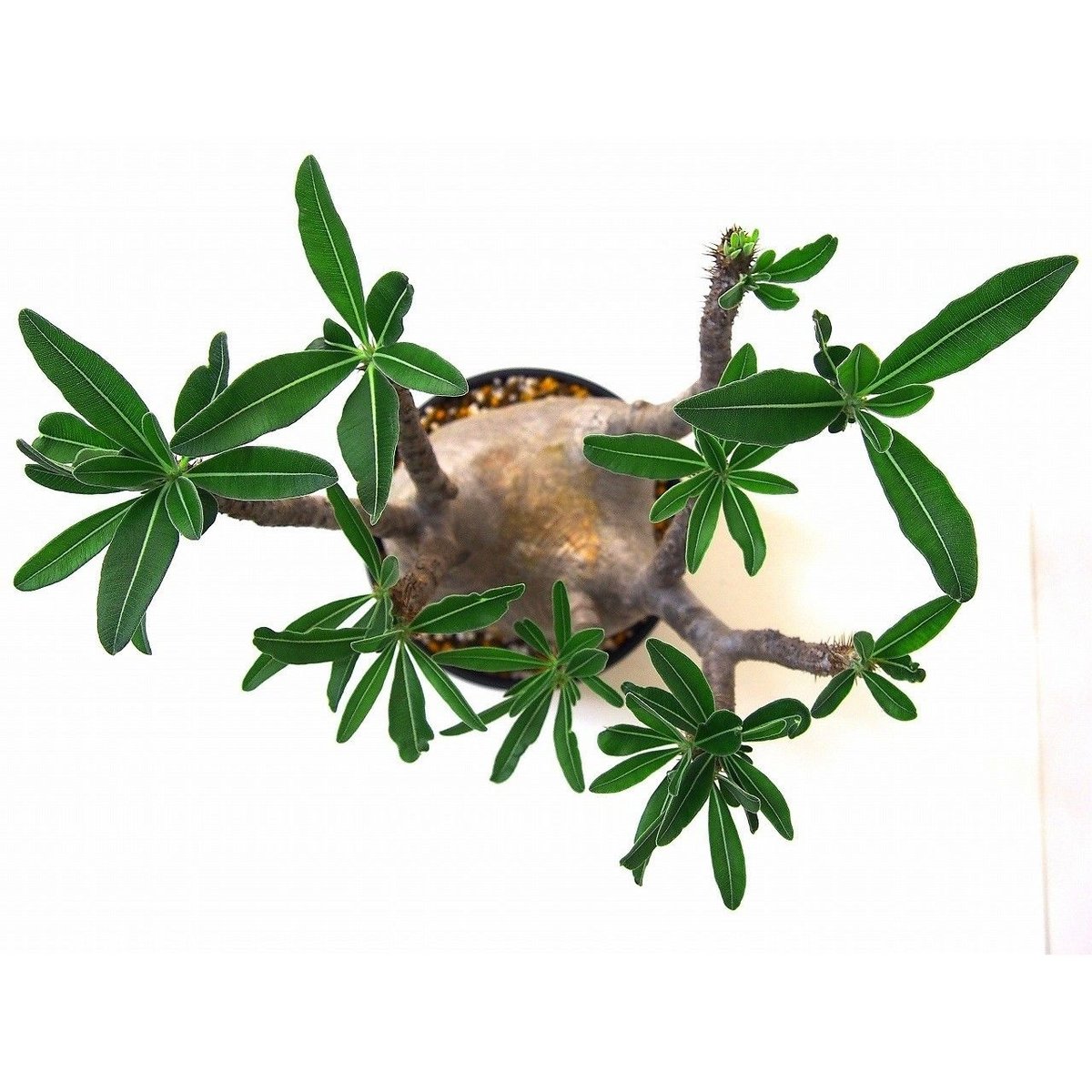 Pachypodium Gracilius パキポディウム グラキリス №6 | mana