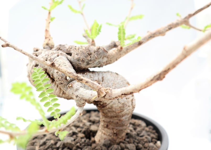 ボスウェリア ネグレクタ | mana's farm:塊根植物・アガベ・ドライ